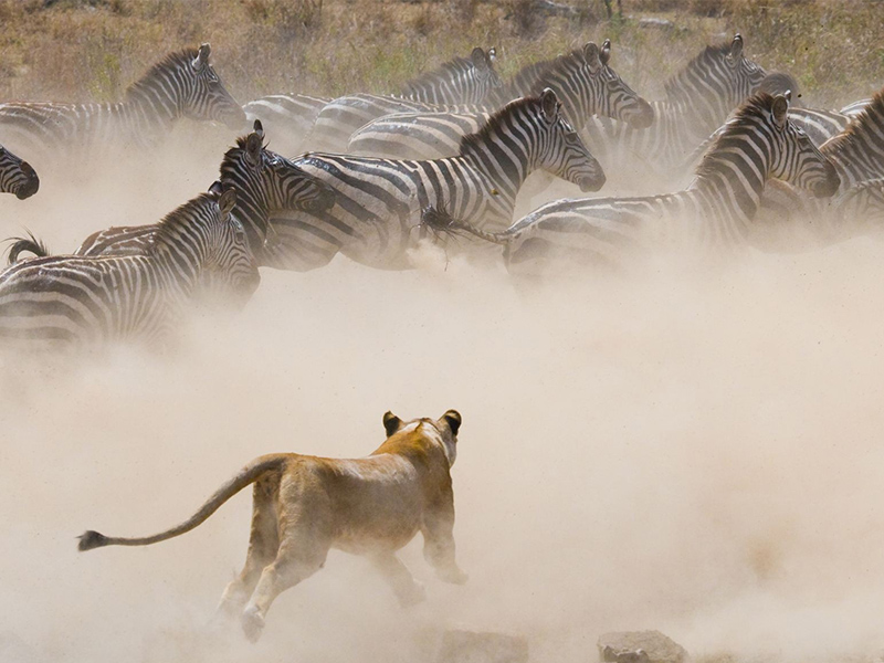 【肯尼亚10日】肯尼亚动物大迁徙+费尔蒙深度追游猎